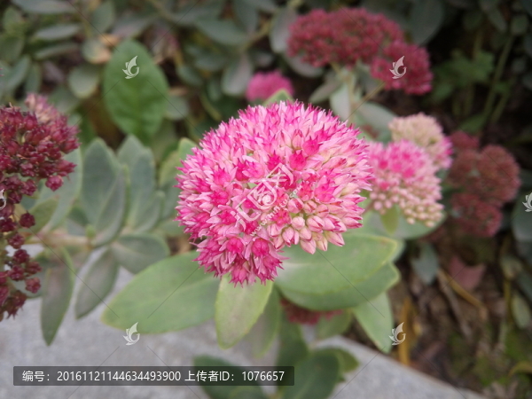 雞冠花