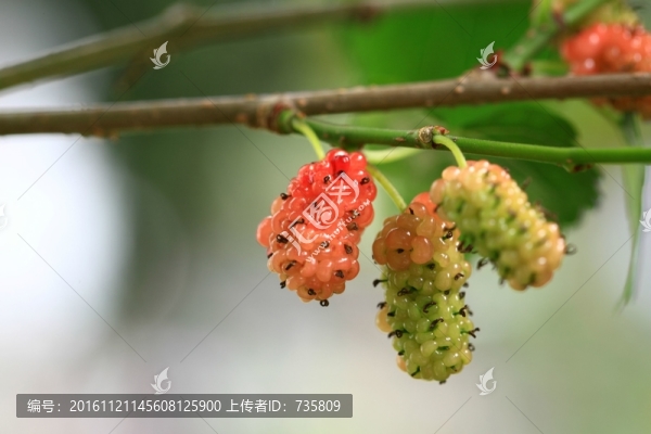 桑椹