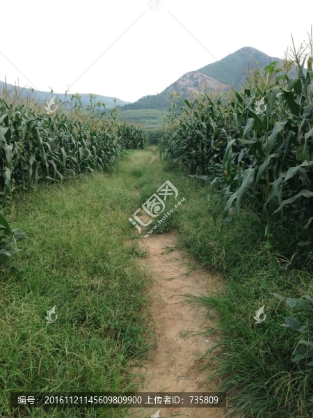 小路