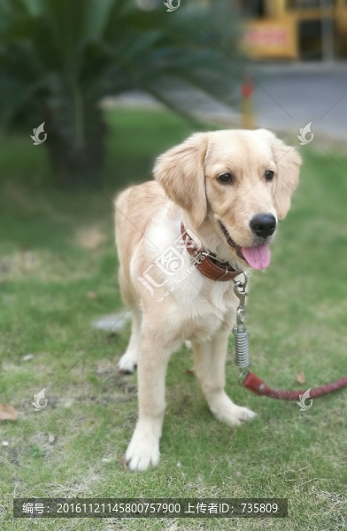 狗狗