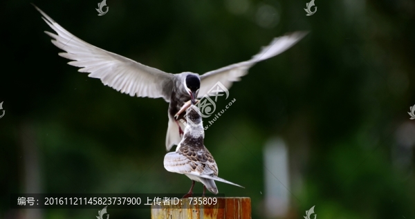 海鳥喂食