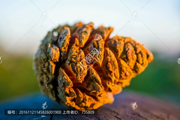 松果