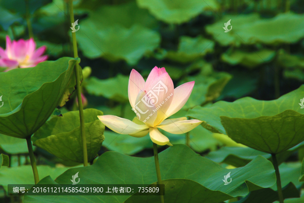 荷花