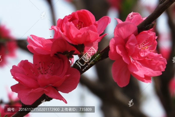 海棠花