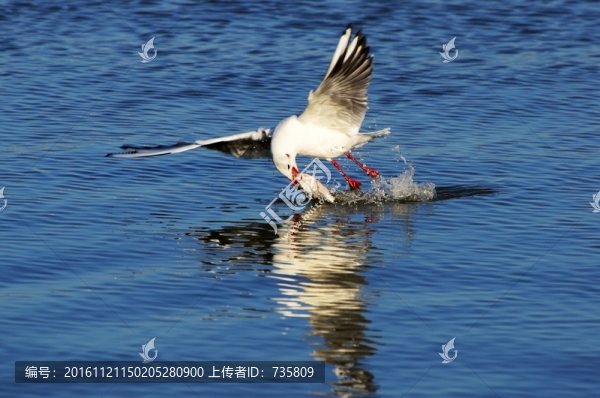 紅嘴鷗捕魚(yú)