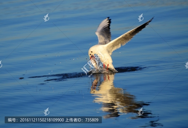 紅嘴鷗捕魚