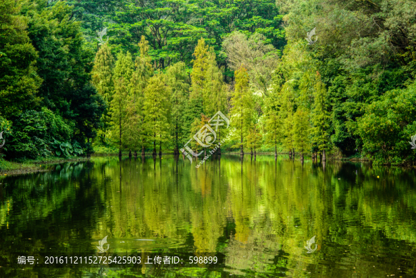 陽光樹林