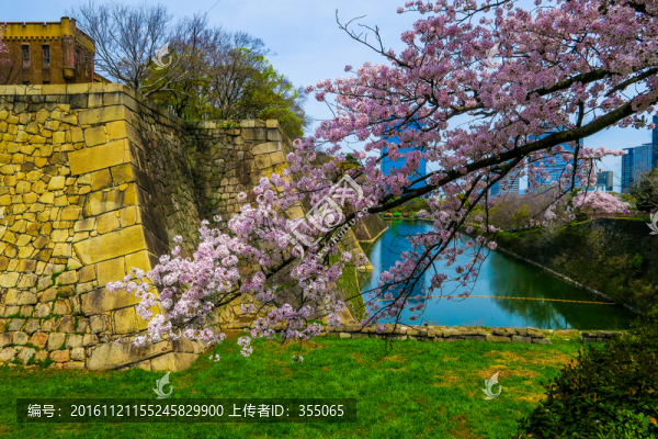 日本櫻花
