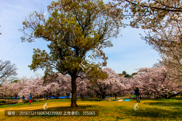 日本櫻花