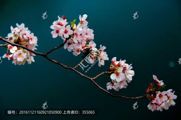 日本櫻花