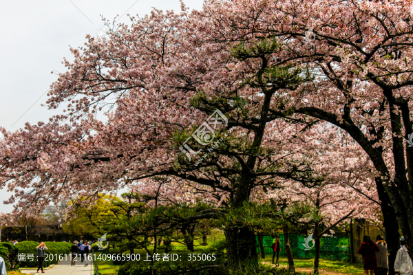 日本櫻花