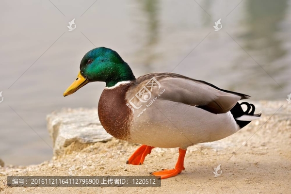 鴨（鴨）