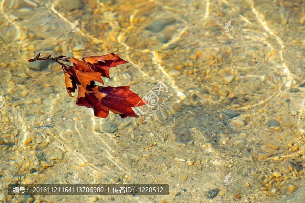 水上的陽(yáng)光