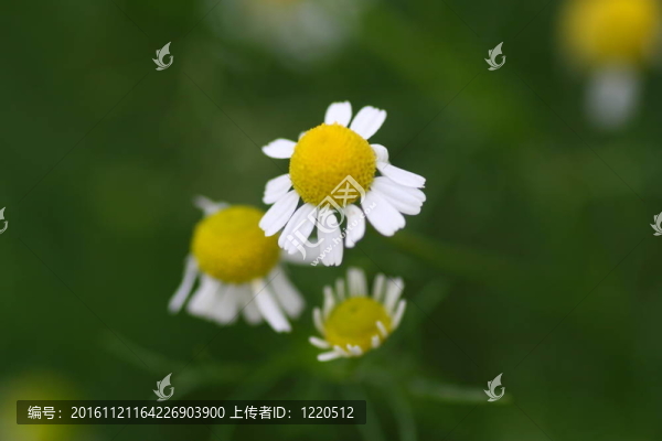 現(xiàn)場的camomiles