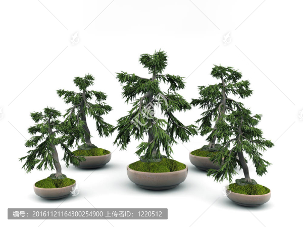 白色背景上分離的盆景