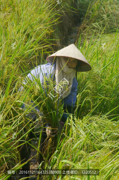 越南農(nóng)民在稻田