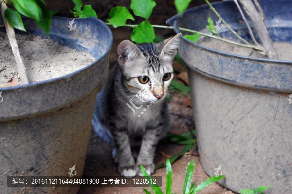 花園里可愛(ài)的小貓