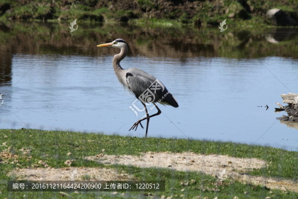 大藍(lán)鷺；