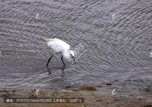 白鷺；Aigrette,Garzette