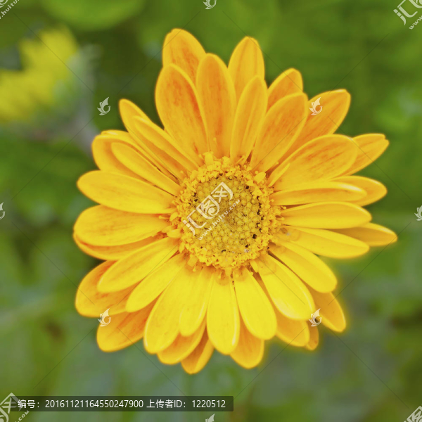 雛菊
