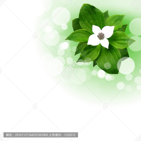 白色背景上的花
