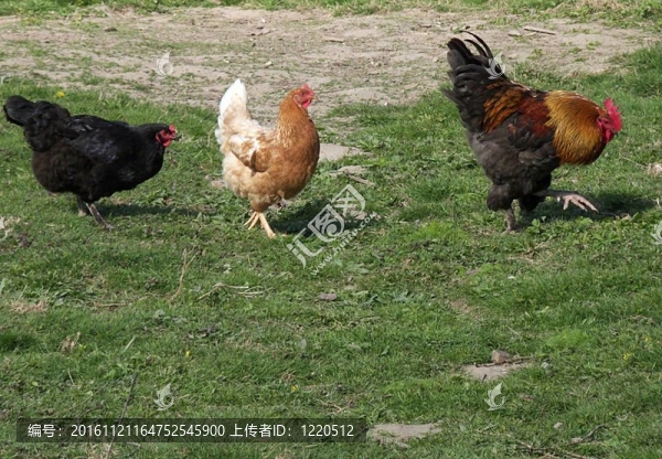 公雞和母雞