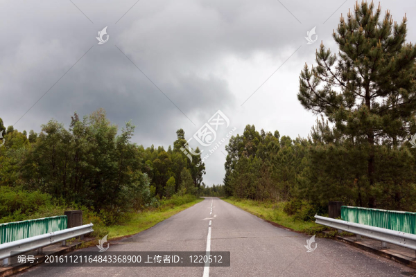 道路穿過樹林