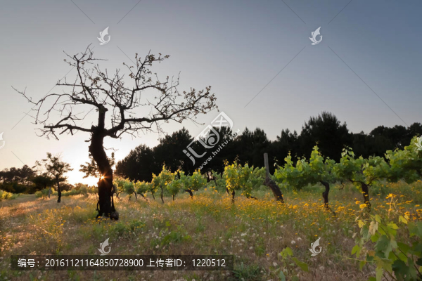 夕陽中的葡萄園