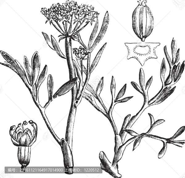 海蓬子巖海蓬子或Crithmum,maritimum；復(fù)古雕刻。