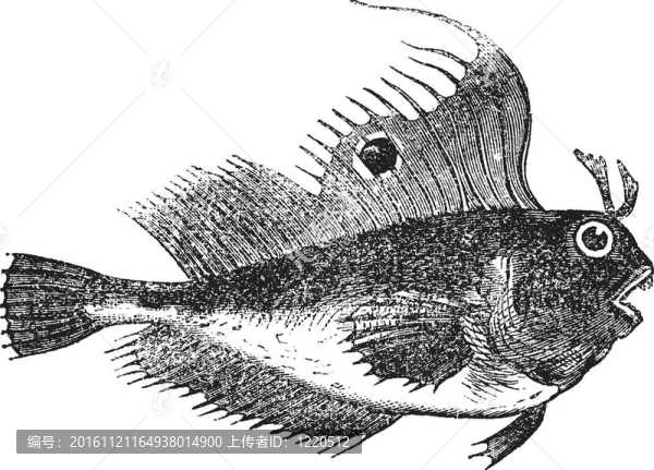 魚也被稱為蝴蝶Blennius粘魚；魚；老式刻Blennius魚插圖。