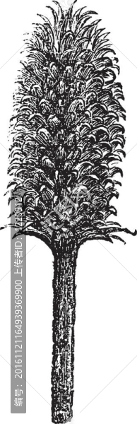 花和一頭續(xù)斷富勒或花頭起絨草復(fù)古雕刻