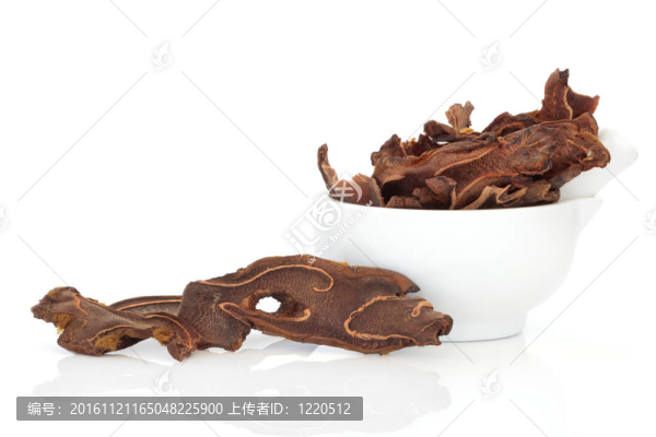 狗脊塊莖