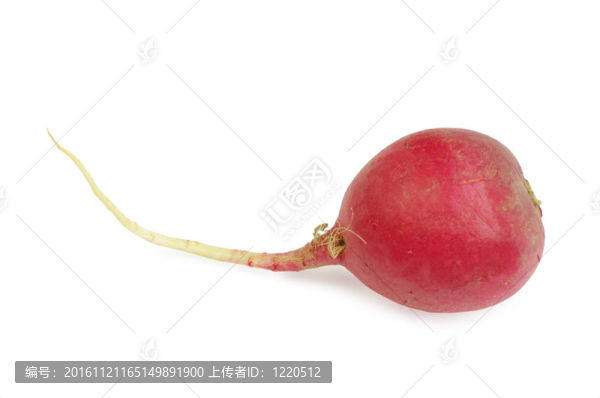 新鮮的蘿卜