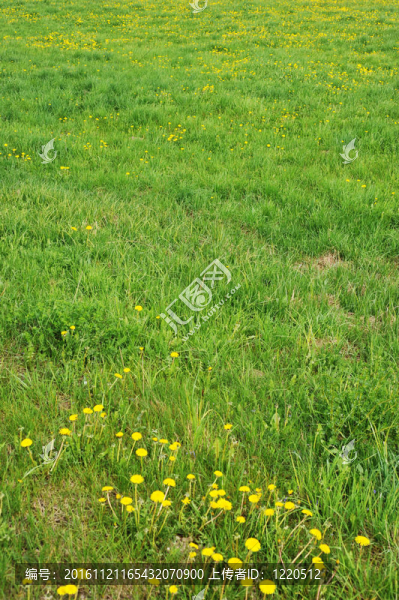 蒲公英開花