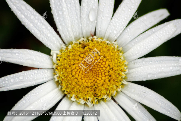 沙斯塔山雛菊