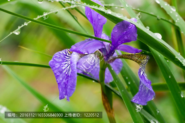 西伯利亞鳶尾