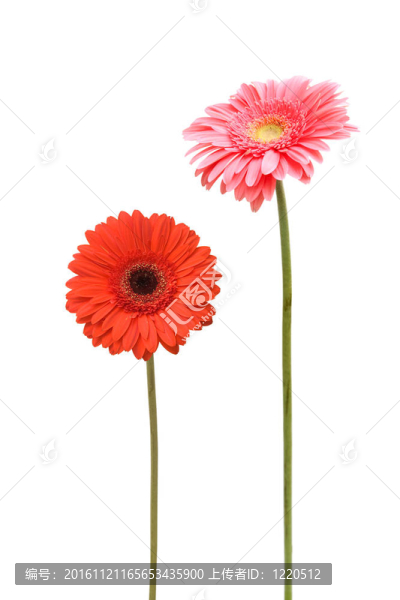 兩雛菊