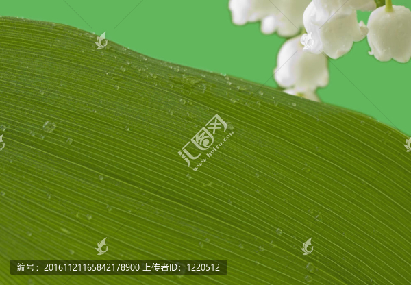 葉