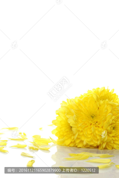 黃色的菊花