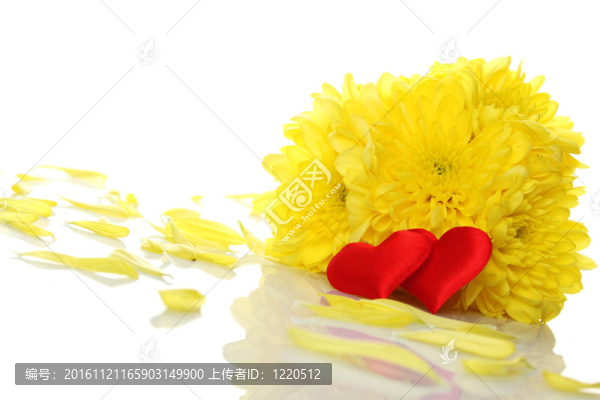兩紅心Yellow,chrysanthemums