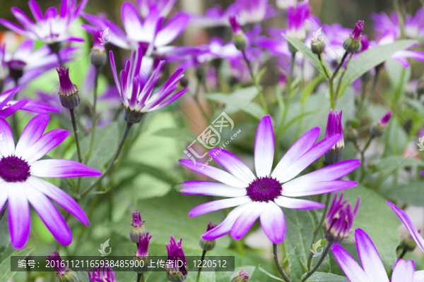 春天開花的senetti花