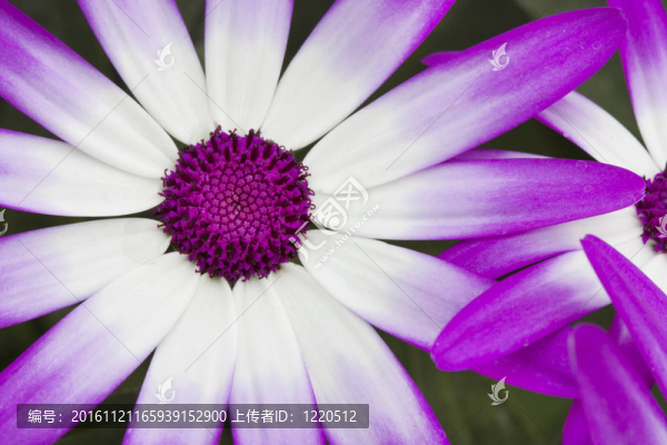 春天開花的senetti鮮花微距鏡頭