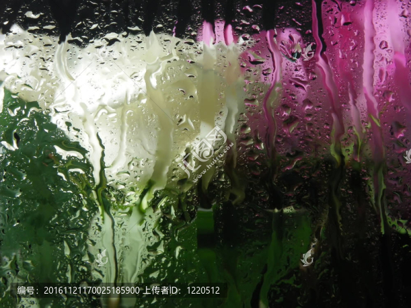 白色和粉紅色的玫瑰與雨