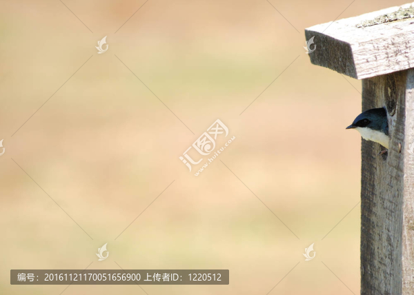 樹上的燕子