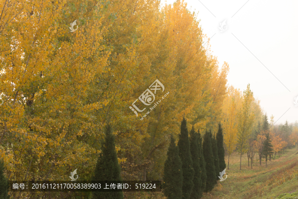 秋天,樹林