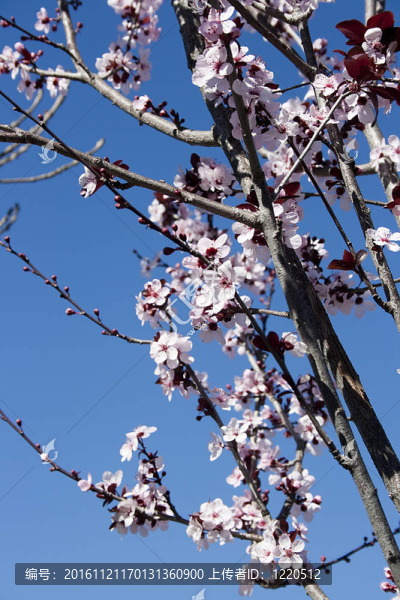 櫻花