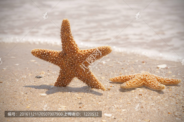 放松的海星