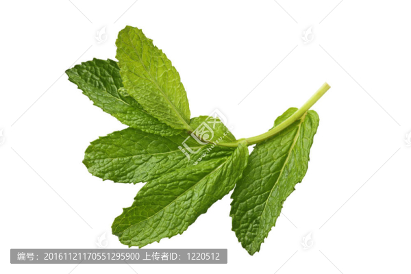 薄荷葉