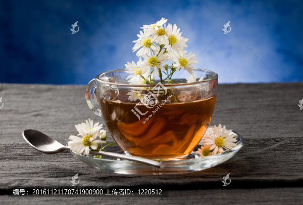 洋甘菊瑪格麗特