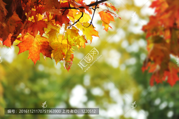 美麗多彩的秋葉在公園里